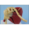 Joint d&#39;épaule humain de haute qualité avec modèle anatomique musculaire